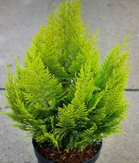 Кипарисовик лоусона Ивонне