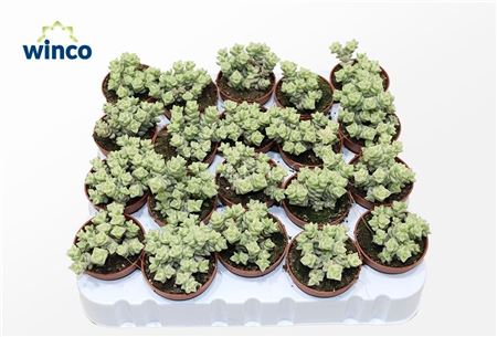 Crassula Marn. Tom Thumb Variagata