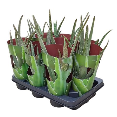 Aloe Vera Perforated Plastic Tube