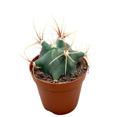 Ferocactus Emoryi