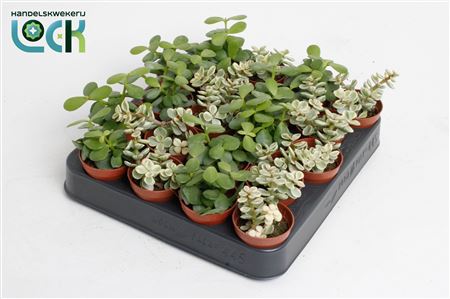 Portulacaria Afra Mix