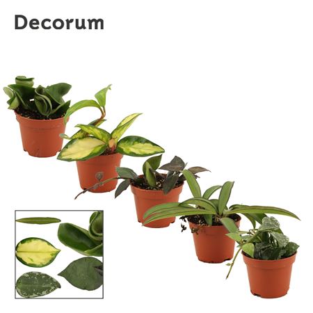 Hoya Mix (decorum)