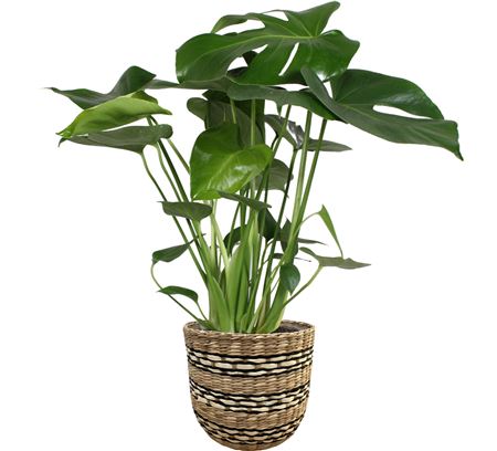 Monstera Deliciosa In Nairobi Basket