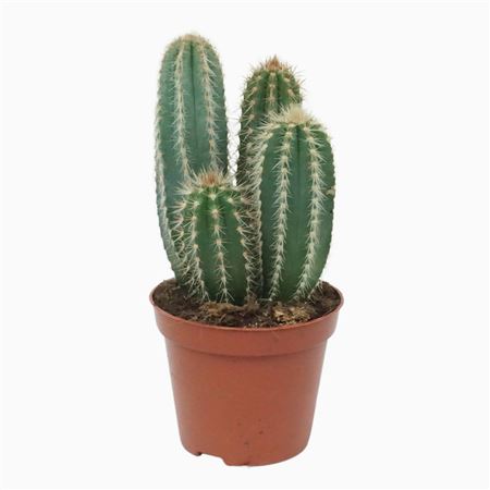 Pilosocereus Pachycladus 8,5 Cm
