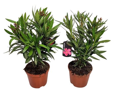 Nerium Oleander Bush