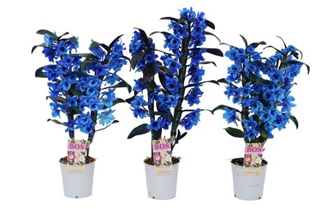 Dendr Nob 2st Painted Blue (injected)