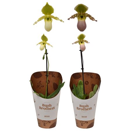 Paphiopedilum 1st Um Deperie In Potcover