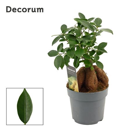 Ficus Ginseng (decorum)