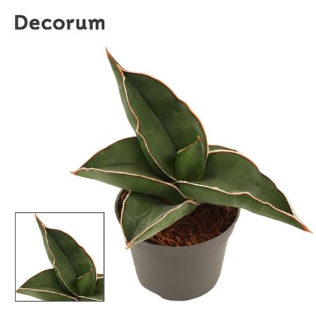 Sansevieria Samurai (dec)