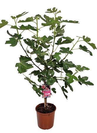 Ficus Carica Stem Black Fruits