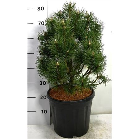 Pinus Mugo Columbo