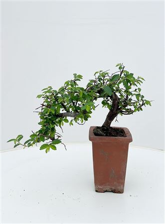 Bonsai Cascade