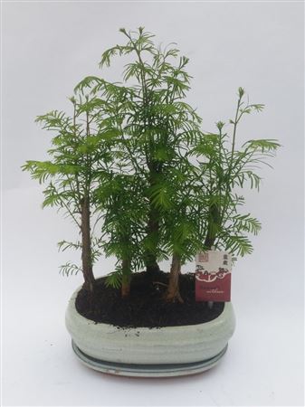 Bonsai Metasequoia Forest 20 Cm + Schotel