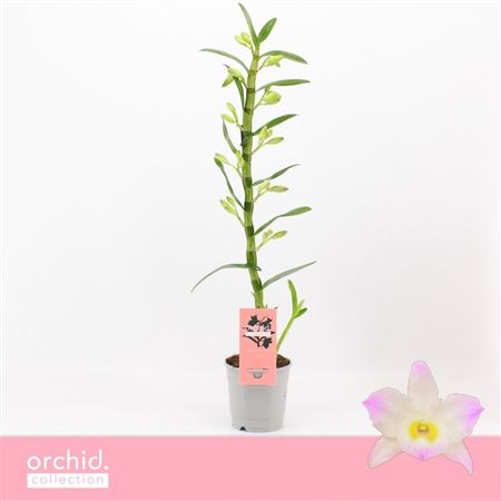 Dendr Nob 1st Kumiko Orchid Collection