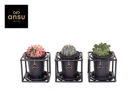Gymno Exclusive Cactus Mix In Design Frame