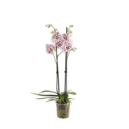 Phal 2st Expressions 16+ (vg)