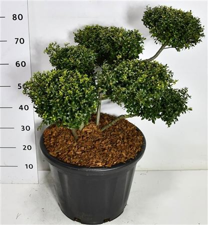 Ilex Cren Stokes