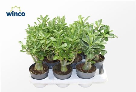 Adenium Obesum (caudex)