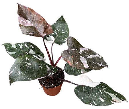 Philodendron Red Anderson Pink