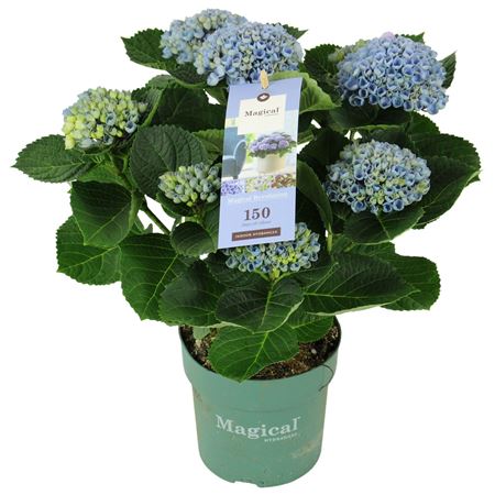Hydrangea Ma Revolution Blue 5+