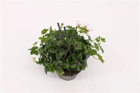 Pelargonium Pelt Glacier White