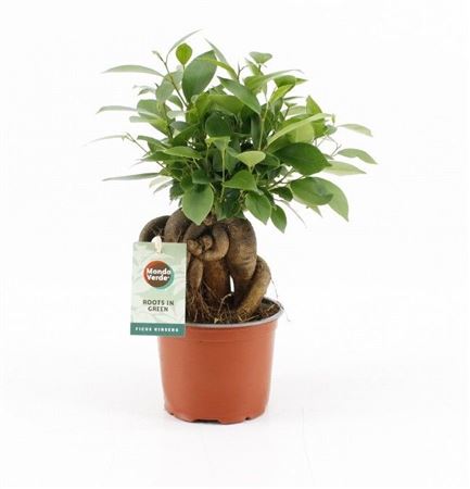 Ficus Ginseng