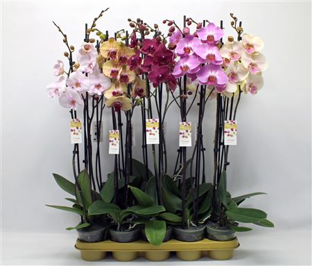 Phal 2st Mix 16+ (phalanova) 8107