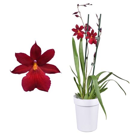 Cambria 2st Nelly Isler Red Velvet In White Pot