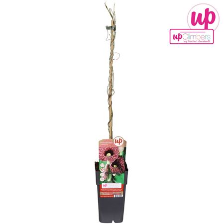 Aristolochia Macrophylla