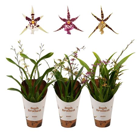 Brassia 3st Titanium