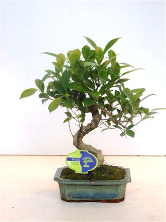 Bonsai Ficus Retusa, Without Drip