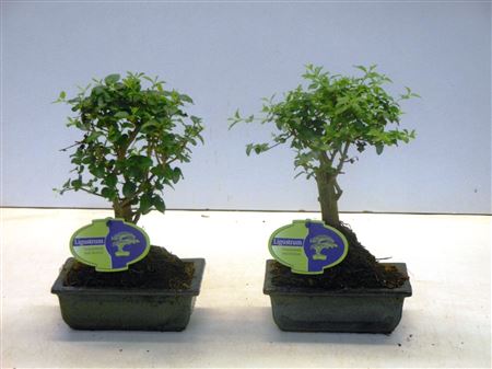 Bonsai Ligustrum Sinensis, Without