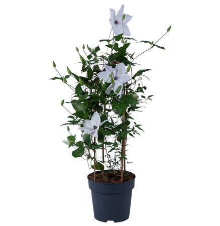 Clematis Garland White