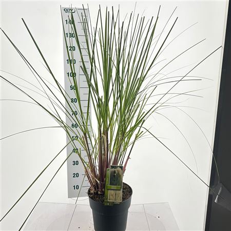Cortaderia Selloana