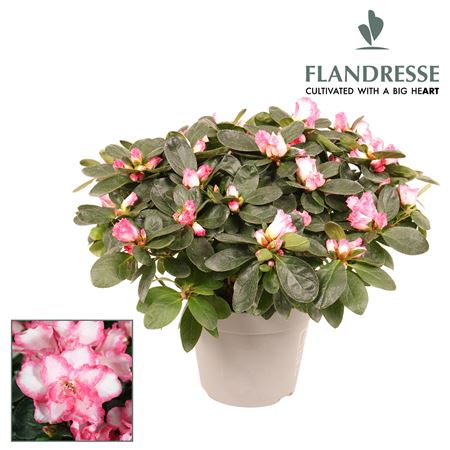 Azalea Flandresse Varigated