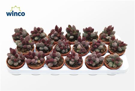Adromischus Marianiae Coral Red