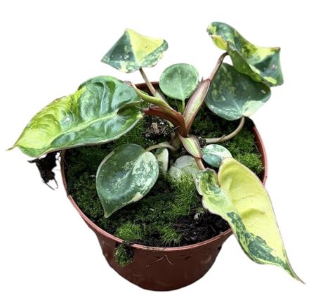 Philodendron Billietiae Variegata