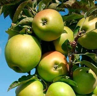 Яблоня домашняя Янтарное Ожерелье колоновидная