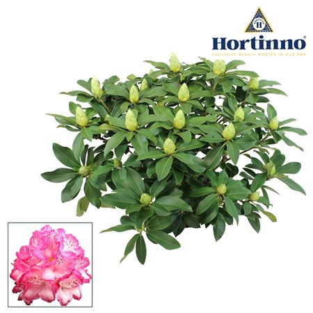 Rhododendron Hortinno Garden