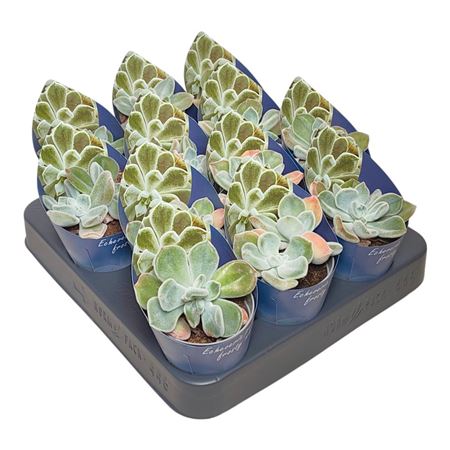 Echeveria Pulvinata Frosty White Potcover