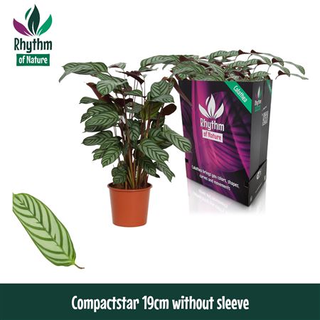Calathea Compactstar Rhythm Of Nature