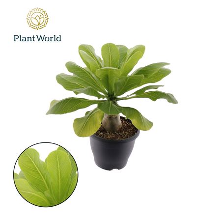 Brighamia Insignis'hawaii Palm