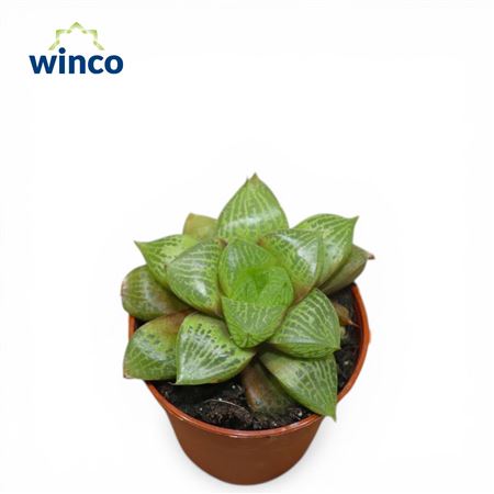 Haworthia Comptoniana