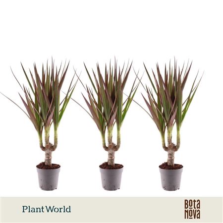Drac Magenta 7cm Stem (decorum)