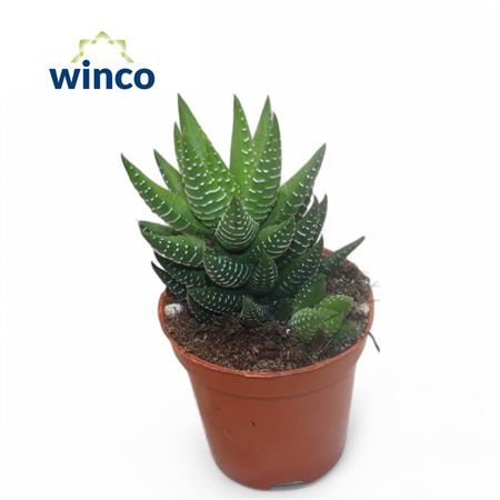 Haworthia Coarctata