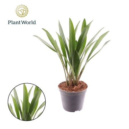 Sansevieria Silver Spoon