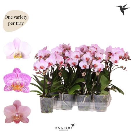 Phal Little Kolibri 2st Pink 22+ (ok)