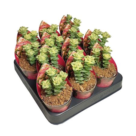 Crassula Pagoda Variegata Potcover