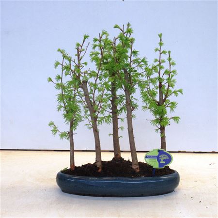 Bonsai Pseudolarix Forrest- Group 5 Stem