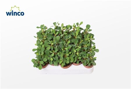Euphorbia Milli
